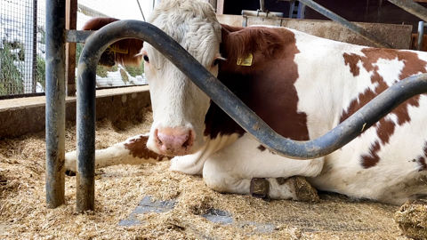  TAPIS DE LOGETTES POUR VACHES LAITIÈRES 