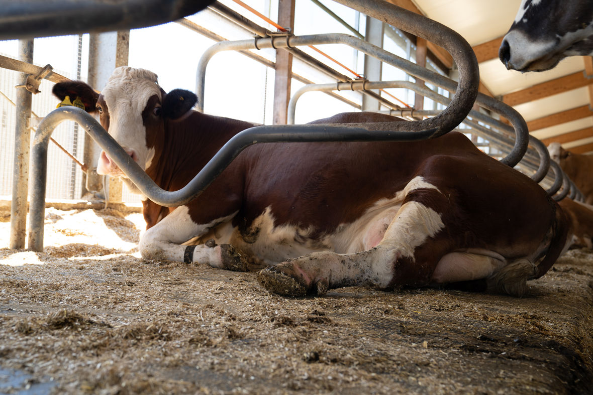 couchage vaches laitières