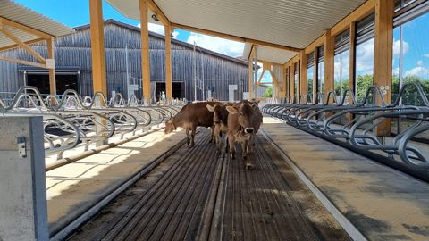 Avec des pieds et articulations préservés, les laitières expriment tout leur potentiel génétique.  