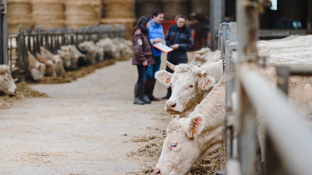 Les oligo-éléments réduisent de moitié mortalité et diarrhées des veaux