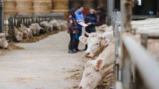 Les oligo-éléments réduisent de moitié mortalité et diarrhées des veaux