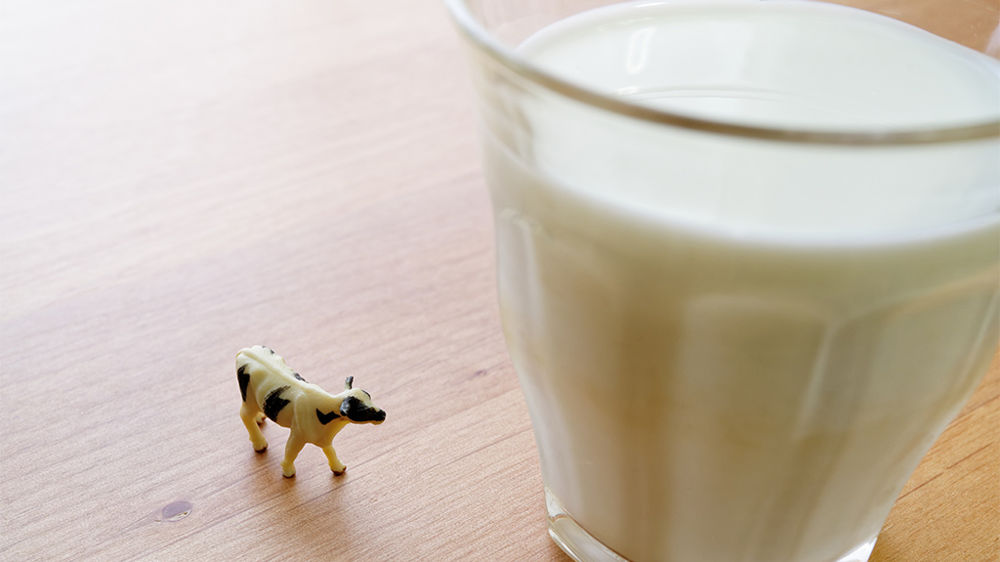 Et si la productivité des laitières était aussi une question de sol ?