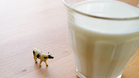 Et si la productivité des laitières était aussi une question de sol ?