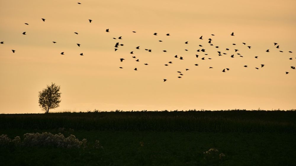 Ce n'est pas dans la mentalité des agriculteurs de se plaindre, estiment-ils. Pourtant, le mal-être paysan est important.