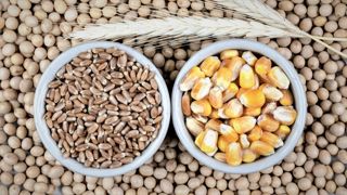 D'après les estimations de l'USDA, la production mondiale de blé, de maïs et de soja devrait couvrir les besoins mondiaux. D'après les estimations de l'USDA, la production mondiale de blé, de maïs et de soja devrait couvrir les besoins mondiaux.