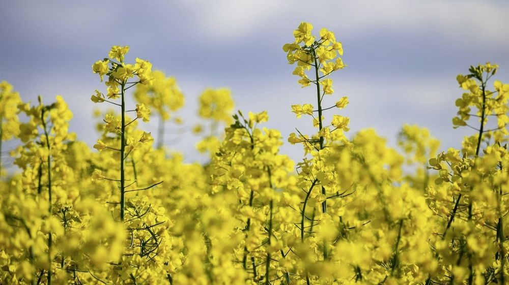 Variétés de colza : quels sont vos principaux critères de choix pour votre exploitation ?