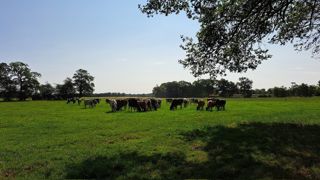 Chez Antoine Thibault, les 25 mm n'ont pas suffi pour permettre une bonne reprise de la production d'herbe. Chez Antoine Thibault, les 25 mm n'ont pas suffi pour permettre une bonne reprise de la production d'herbe.