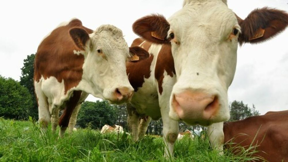 La hausse du prix du lait et de celui des céréales a mené à une hausse du produit brut en 2022 dans les exploitations étudiées par l'Observatoire de l'endettement et des trésoreries des élevages bovins.