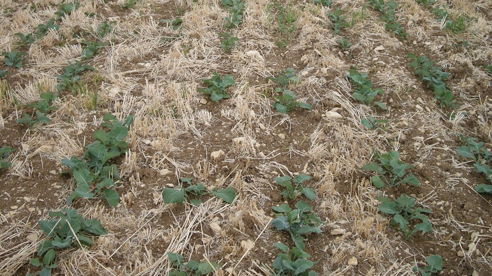 Les clés pour obtenir un colza robuste, selon Terres Inovia.