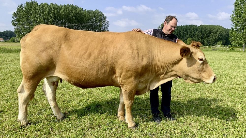 La transplantation embryonnaire permet d'augmenter le nombre de descendants d'une vache à haut potentiel génétique.