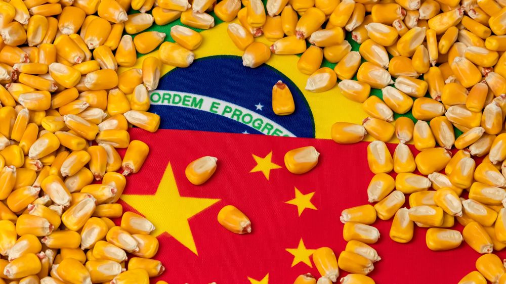 La Chine a ouvert son marché aux maïs brésiliens, et en a importé 2,2 Mt sur la campagne 2022/23.