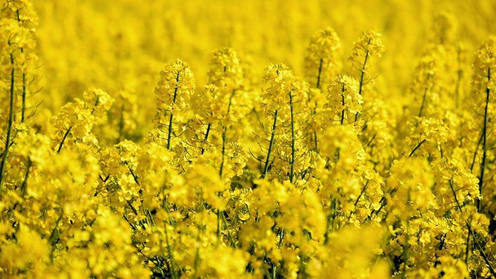 Terres Inovia publie les résultats provisoires de ses variétés colza 2022-23.