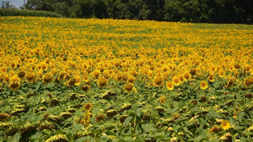 Champ de tournesol