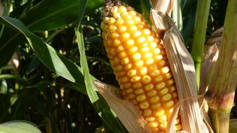 Les estimations de rendements en maïs grain pour cette récolte 2023, à découvrir par département. Les estimations de rendements en maïs grain pour cette récolte 2023, à découvrir par département.