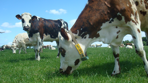 Les vaches passent entre 3 et 5 h par jour à manger, et entre 7 et 10 h à ruminer. Les vaches passent entre 3 et 5 h par jour à manger, et entre 7 et 10 h à ruminer.