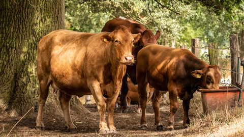 Les vaches sortent de leur zone de confort thermique dès que le thermomètre dépasse les 22°C. Les vaches sortent de leur zone de confort thermique dès que le thermomètre dépasse les 22°C.