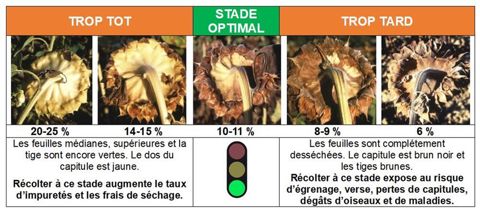 Critères pour trouver le stade optimal de récolte du tournesol Critères pour trouver le stade optimal de récolte du tournesol