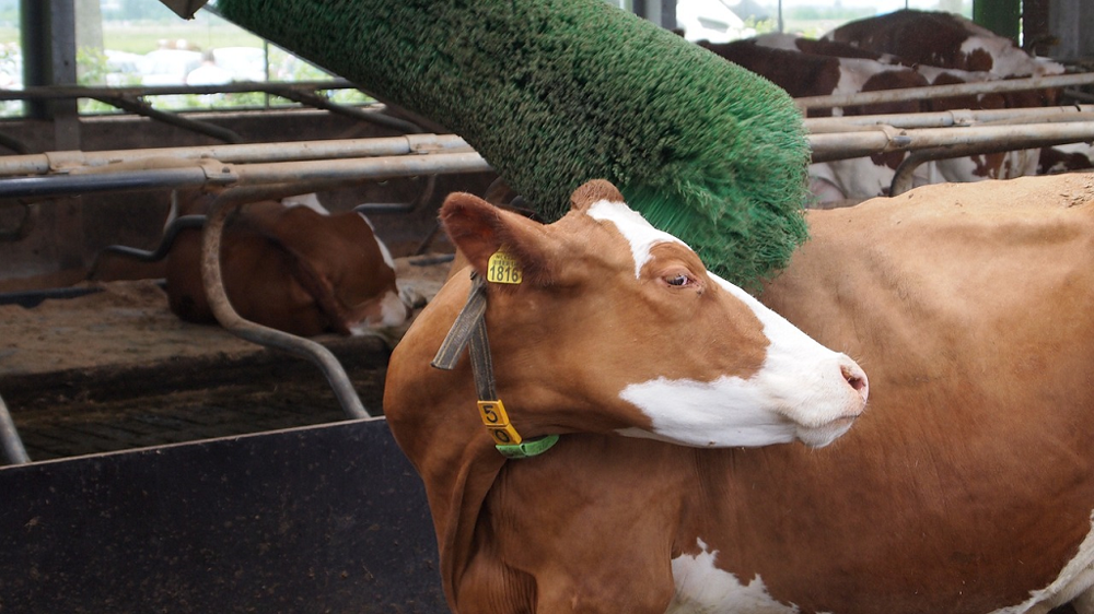 Vache et brosse