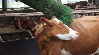 La Commission européenne est censée proposer une révision de la réglementation sur le bien-être des animaux d'élevage durant le second semestre 2023. La Commission européenne est censée proposer une révision de la réglementation sur le bien-être des animaux d'élevage durant le second semestre 2023.