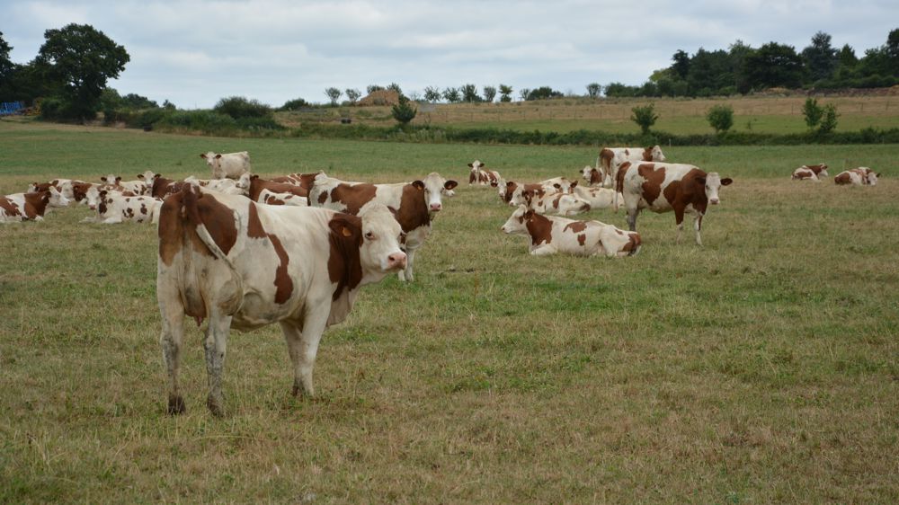 Vaches montbéliardes dans un pré