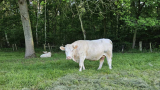 Deux vaches blessées suite à un impact de balle de carabine ont également été retrouvées sur place. Deux vaches blessées suite à un impact de balle de carabine ont également été retrouvées sur place.