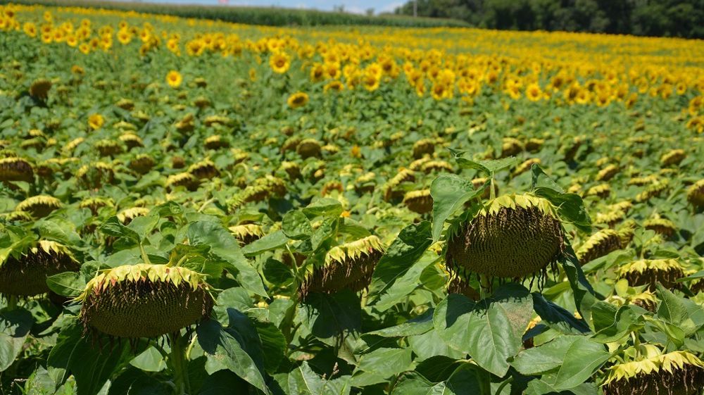 Tournesol