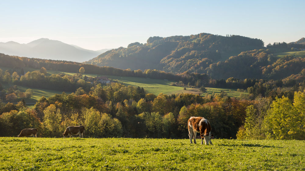 Vincent Jégou : « Une deuxième fiche TRI si le pâturage se prolonge »
