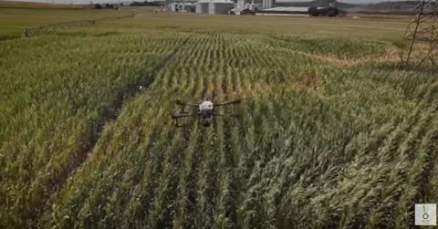 En Espagne, le négoce Quality Corn étudie le traitement des daturas dans le maïs avec l'usage des drones. En Espagne, le négoce Quality Corn étudie le traitement des daturas dans le maïs avec l'usage des drones.