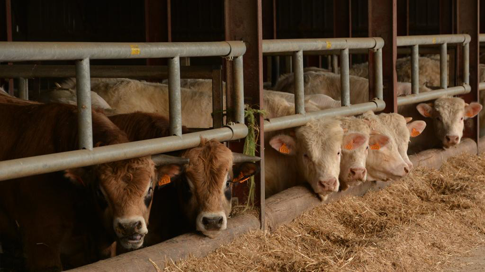 Bovins à l'engraissement