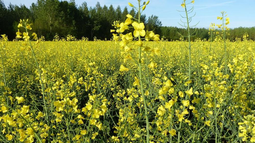 Biocarburant Claas