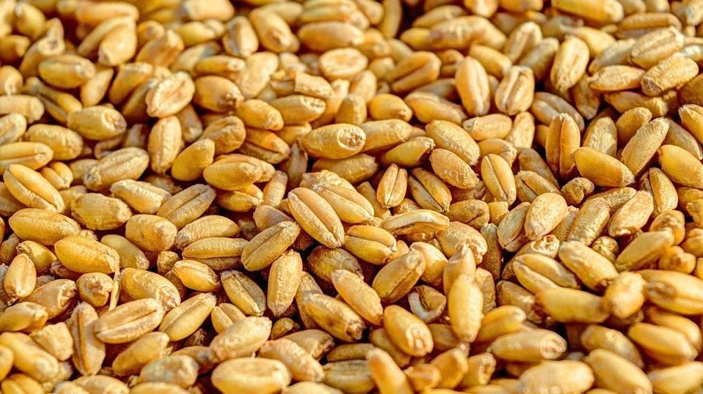 Grains de blé
