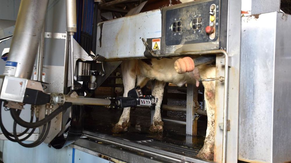 vache dans un robot de traite
