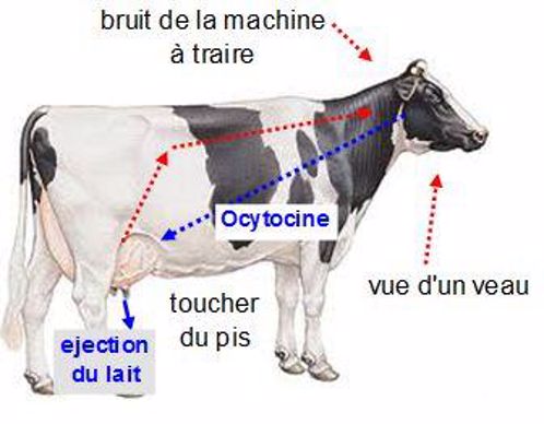 Traite ocytocine