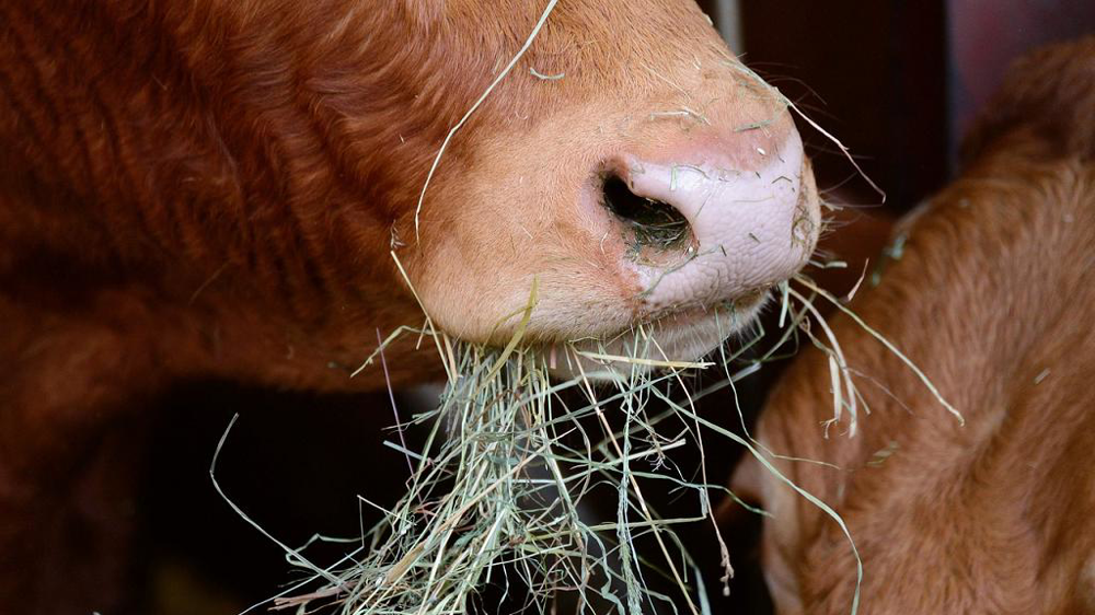 Vache qui mange du foin