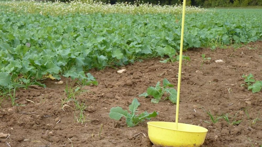 Cuvette jaune dans une parcelle de colza