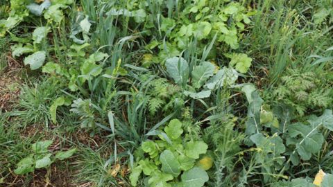 La proposition de la Commission européenne concernant l'autorisation du glyphosate sera soumise aux votes des États membres vendredi 13 octobre. 