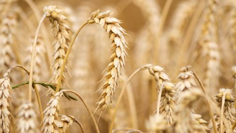 En Australie, au Kazakhstan et au Brésil, la production de blé est attendue en baisse.