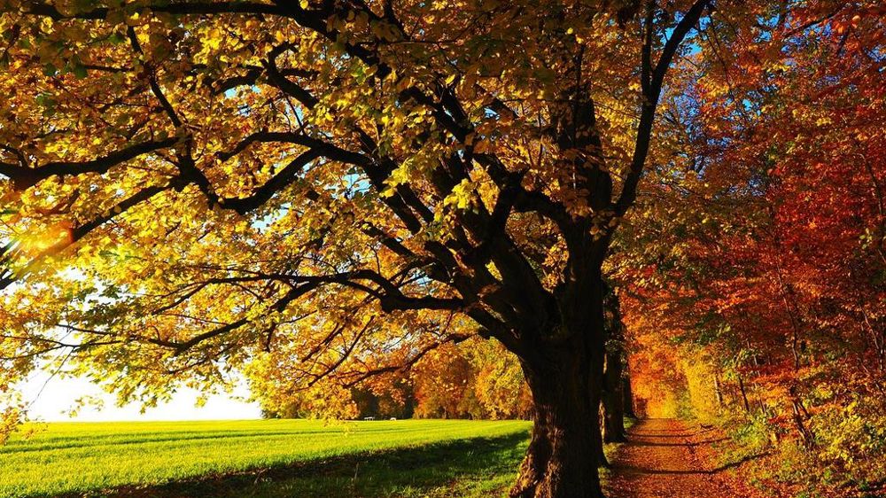 Arbre en automne