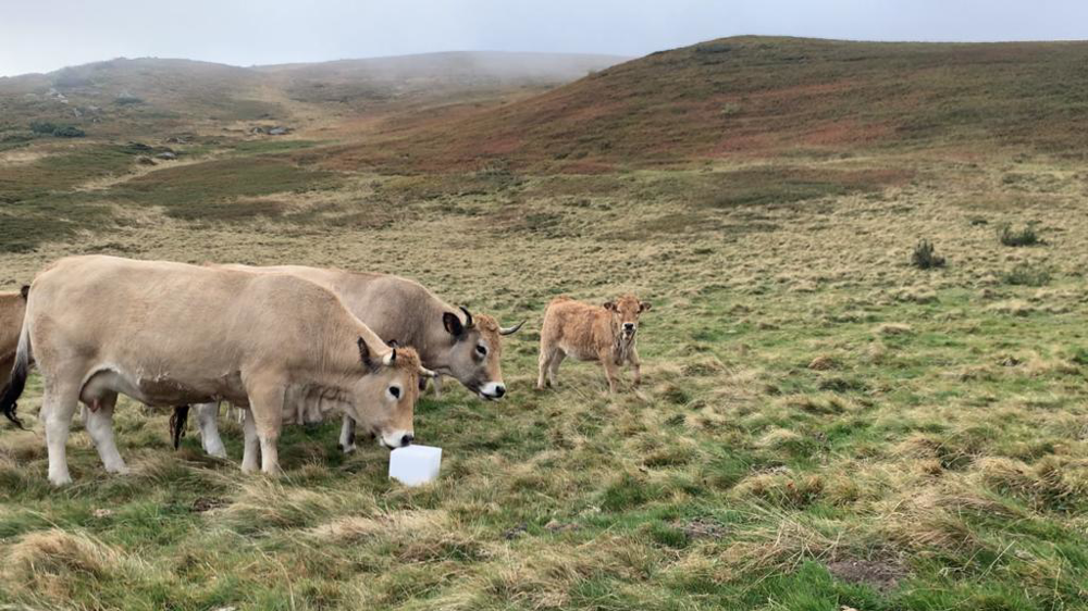 Vaches Aubrac dans le Massif central Vaches Aubrac dans le Massif central