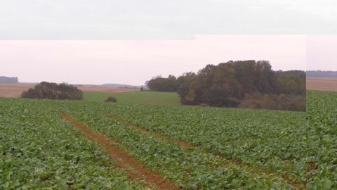Zoom sur les dernières observations des bulletins de santé du végétal locaux.
