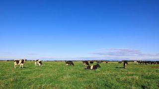 En 2030, la filière bovine laitière sera-t-elle endormie, productiviste, en transition ou duale ? En 2030, la filière bovine laitière sera-t-elle endormie, productiviste, en transition ou duale ?