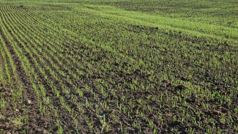 La surveillance des pucerons et cicadelles sur blé démarre dès le semis.