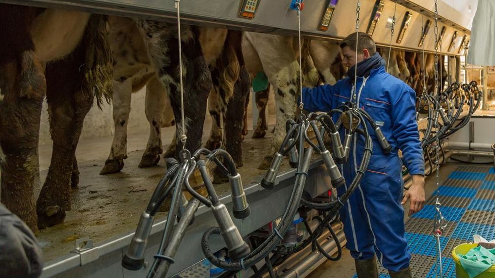 éleveur à la traite