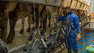 En prévision du changement d'heure, vous êtes 16 % à décaler progressivement l'heure de la traite.