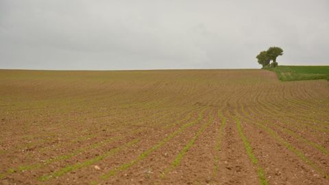 A l'aube du premier cycle du PNRI, pas de solution miracle ne semble se dégager pour la lutte contre les pucerons. Le prolongement du programme va permettre de creuser encore les recherches.