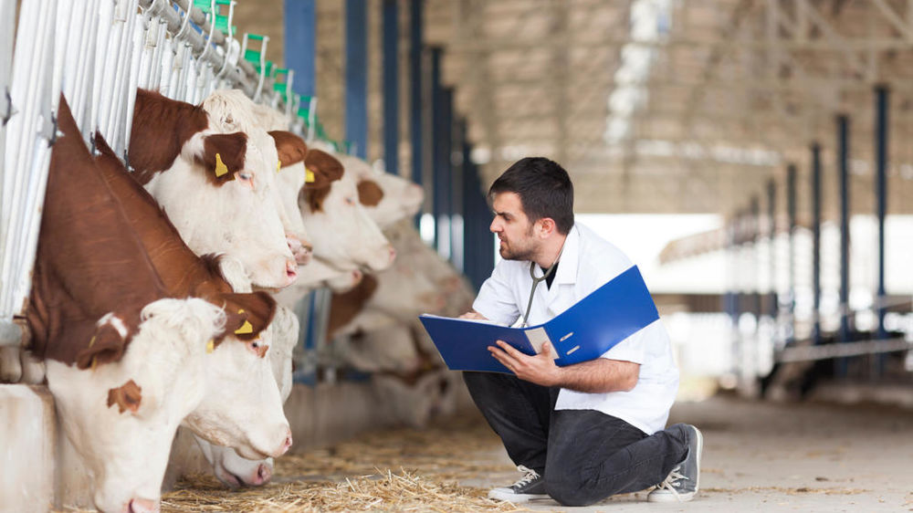 Vétérinaire devant des vaches montbéliardes
