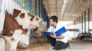 En élevage, les moyens diagnostic ne sont pas très nombreux. En cas de mort de l'animal, l'autopsie est un bon complément. En élevage, les moyens diagnostic ne sont pas très nombreux. En cas de mort de l'animal, l'autopsie est un bon complément.