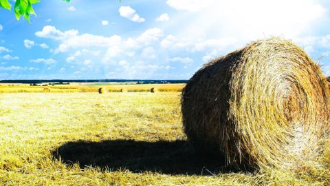 Le versement des avances Pac est en retard pour un certain nombre d'agriculteurs.