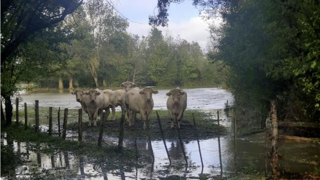 En 2022, beaucoup d'agriculteurs avaient pu garder leurs vaches en pâture jusqu'à début décembre. Cette année, la pluviométrie précipite le retour à l'étable. En 2022, beaucoup d'agriculteurs avaient pu garder leurs vaches en pâture jusqu'à début décembre. Cette année, la pluviométrie précipite le retour à l'étable.