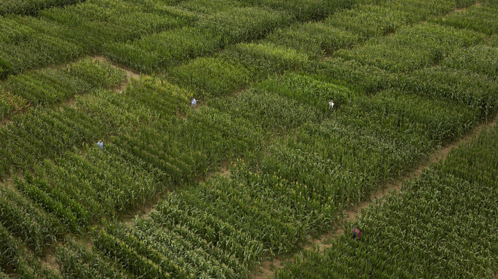 KWS distingue ses variétés de maïs les plus aptes à résister au stress hydrique 